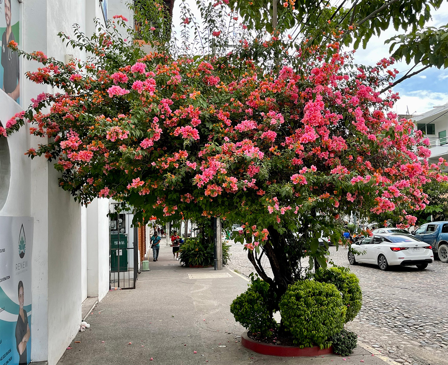 Puerto Vallarta Garden Club